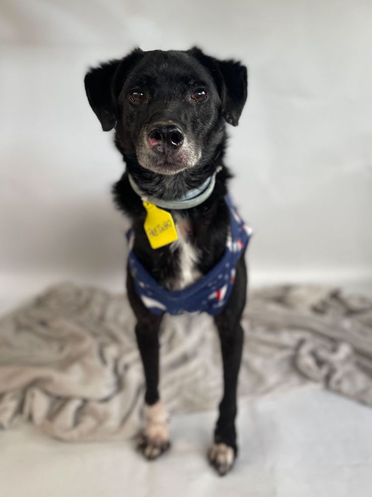 Cão