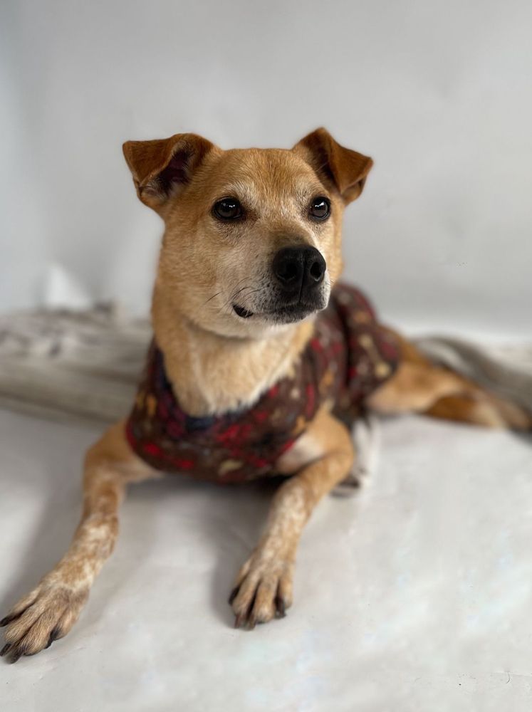 Cão