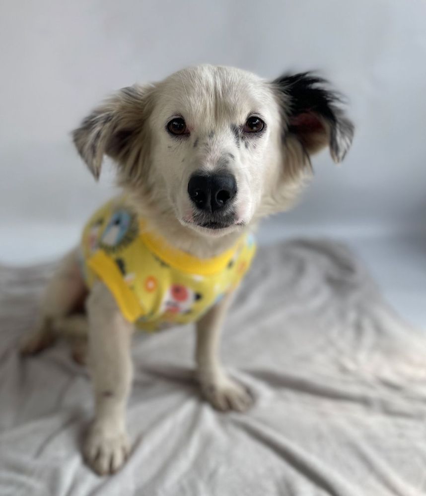 Cão