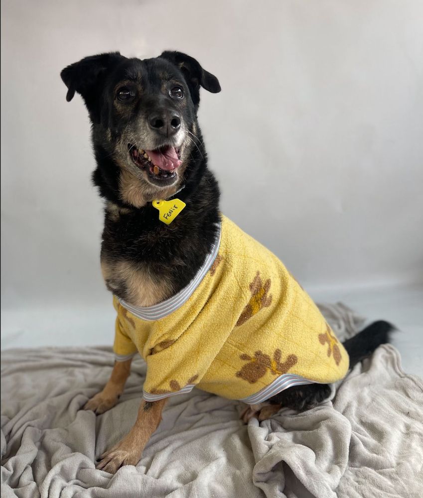 Cão
