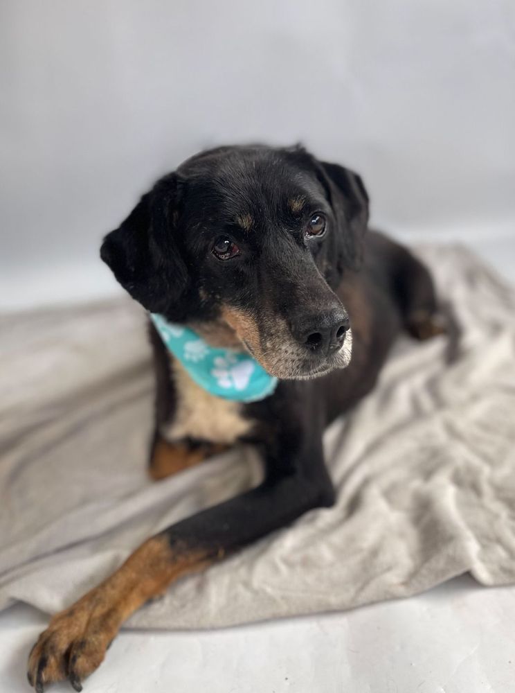 Cão