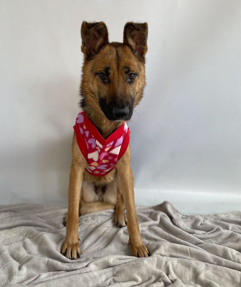 Cão