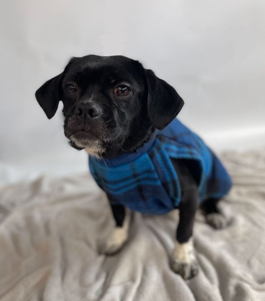 Cão