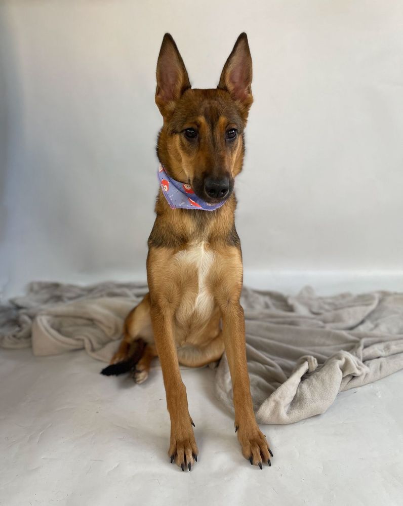 Cão