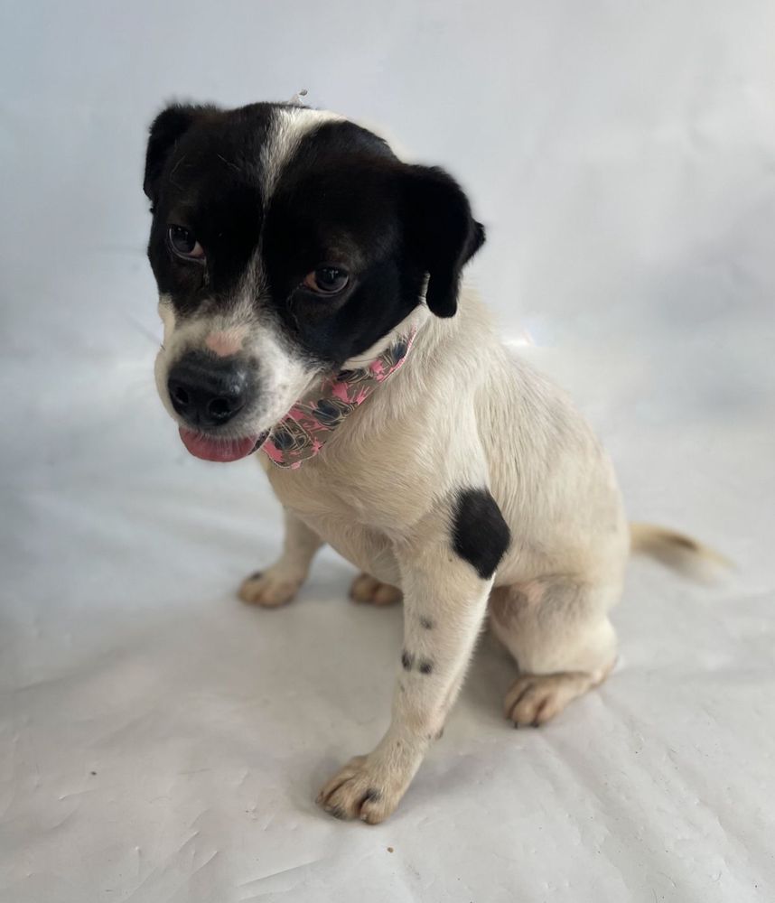 Cão