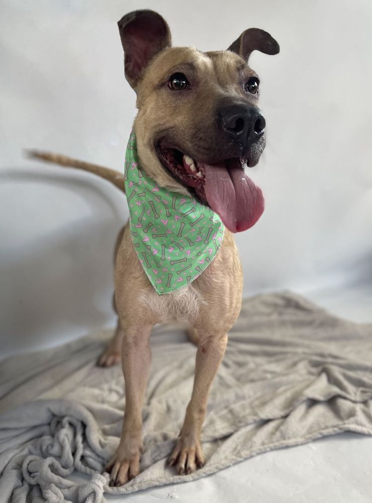 Cão