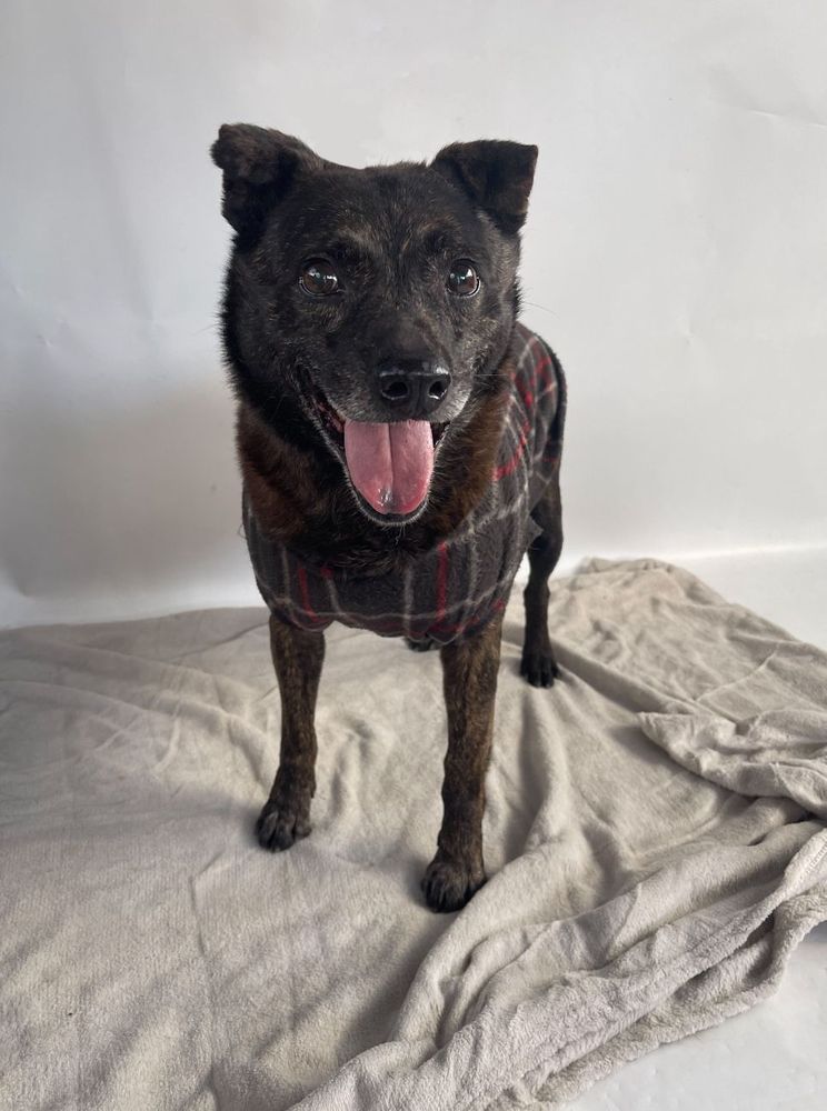 Cão