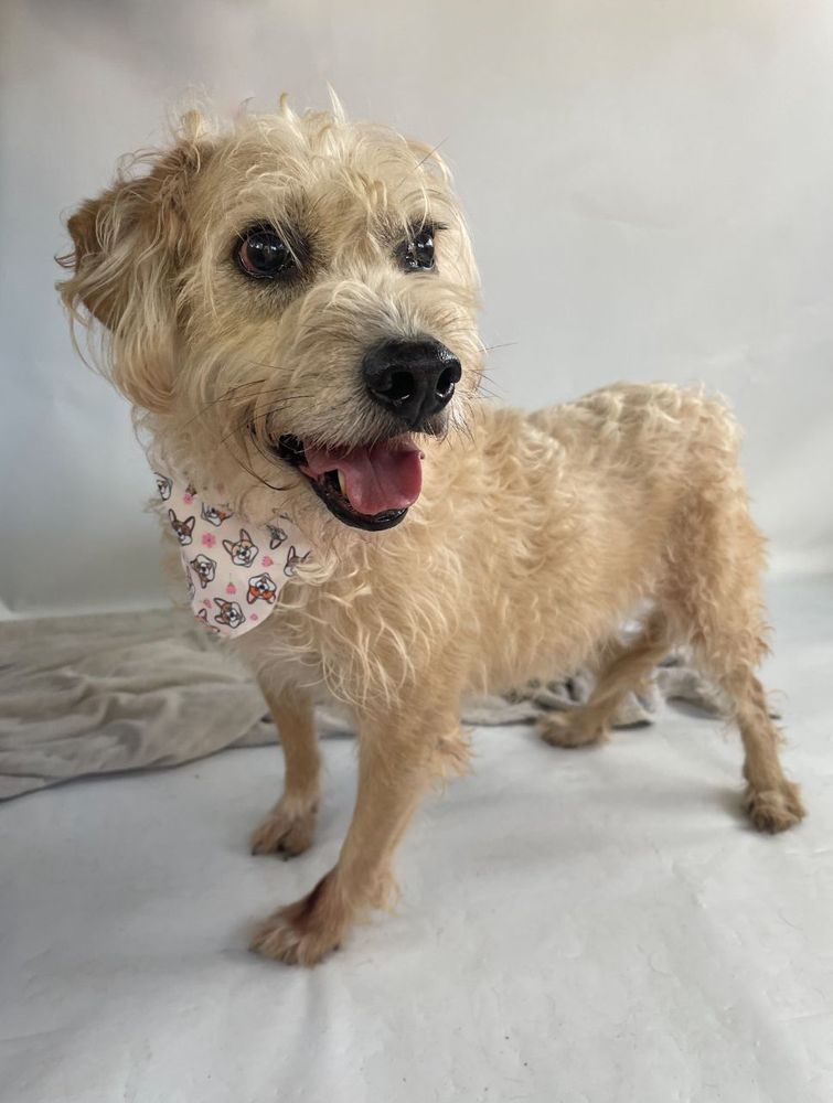 Cão
