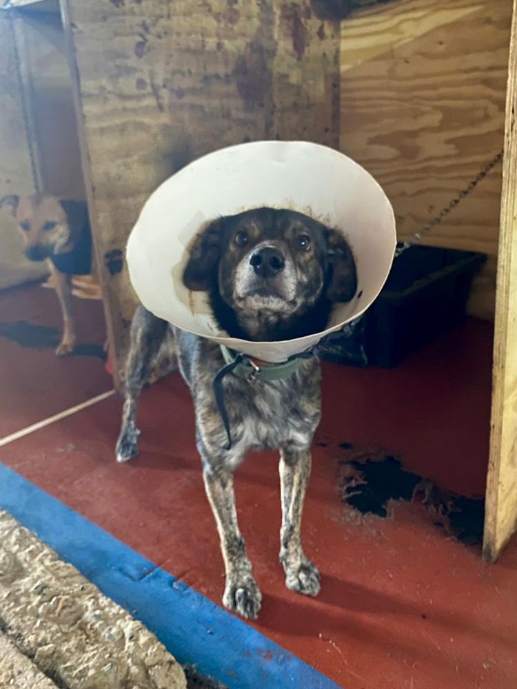Cão