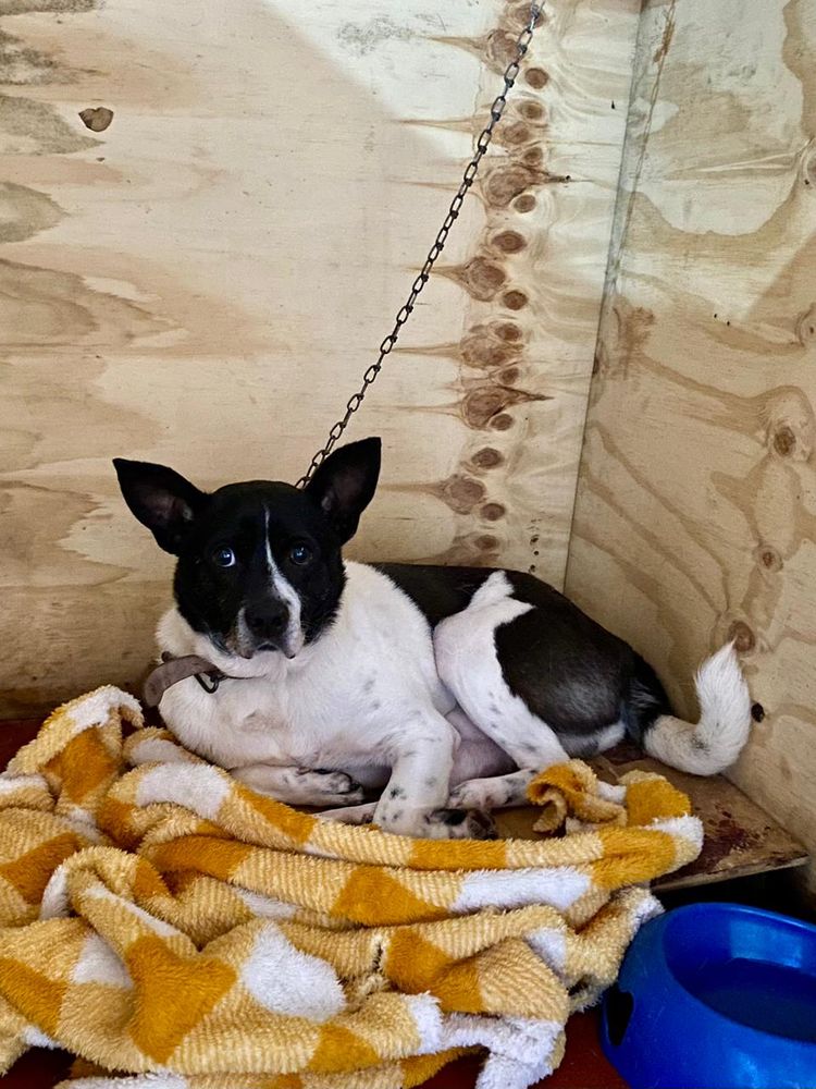 Cão