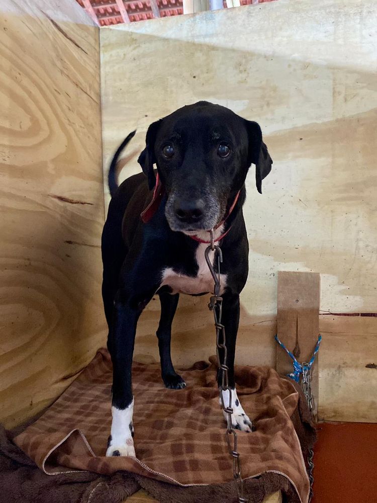 Cão
