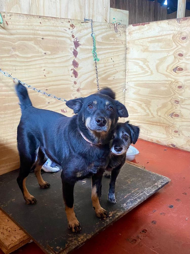 Cão