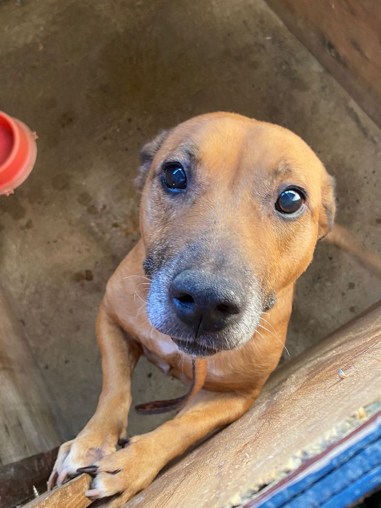Cão