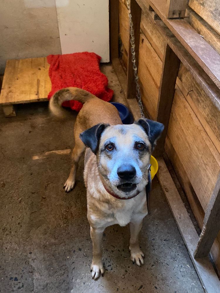 Cão