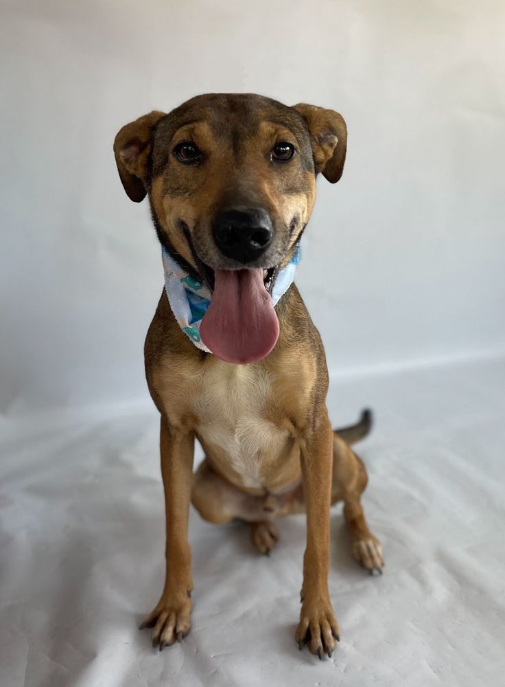 Cão
