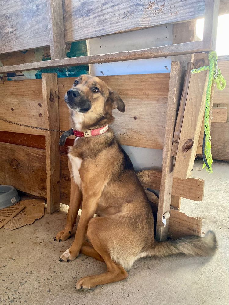 Cão