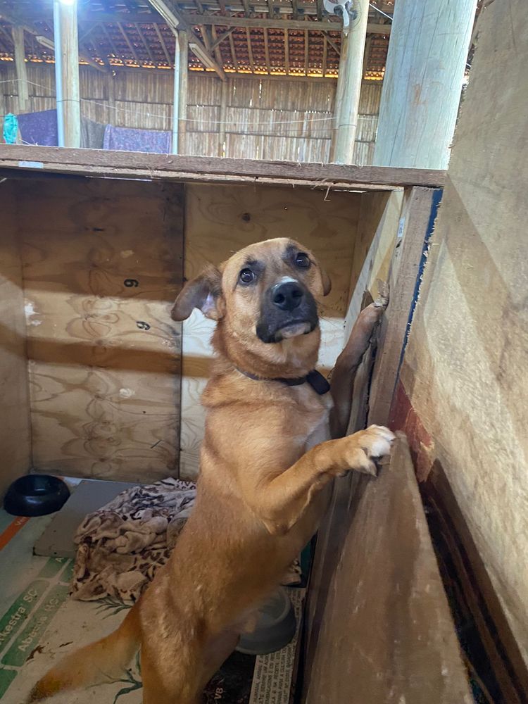 Cão