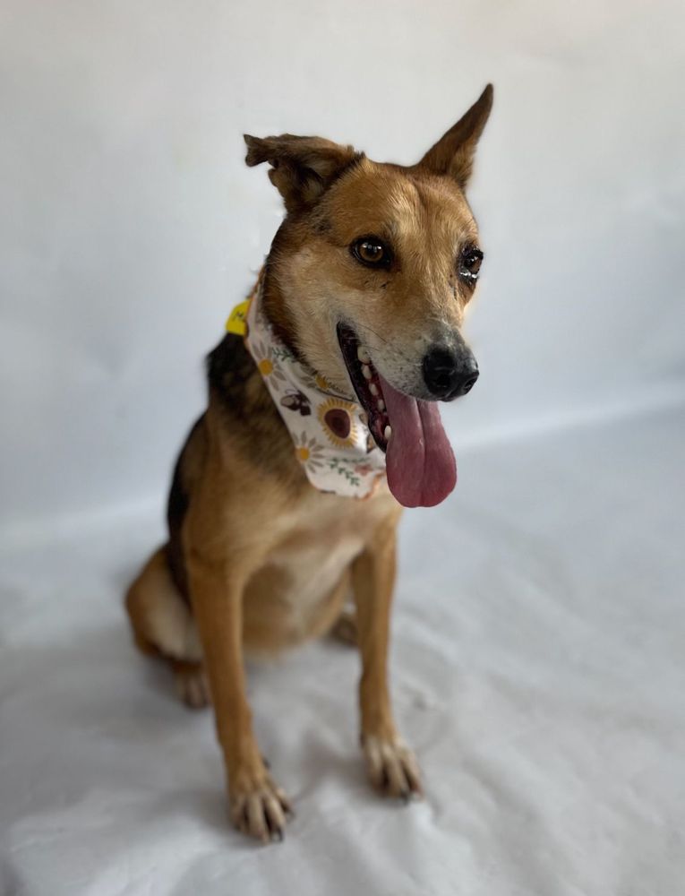 Cão