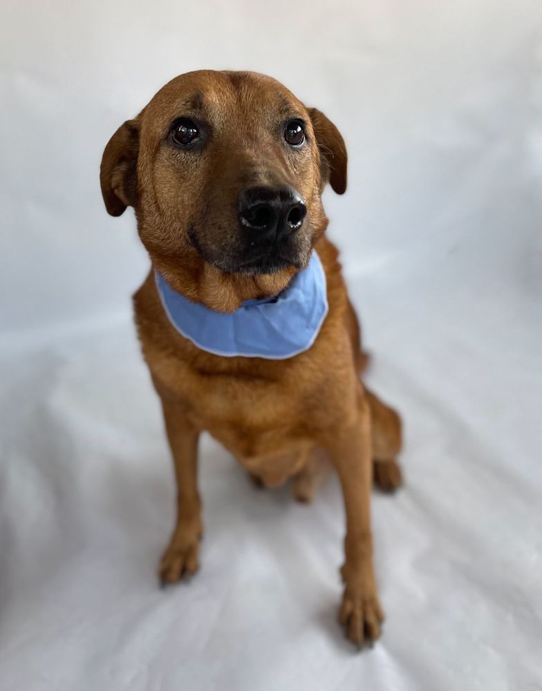 Cão
