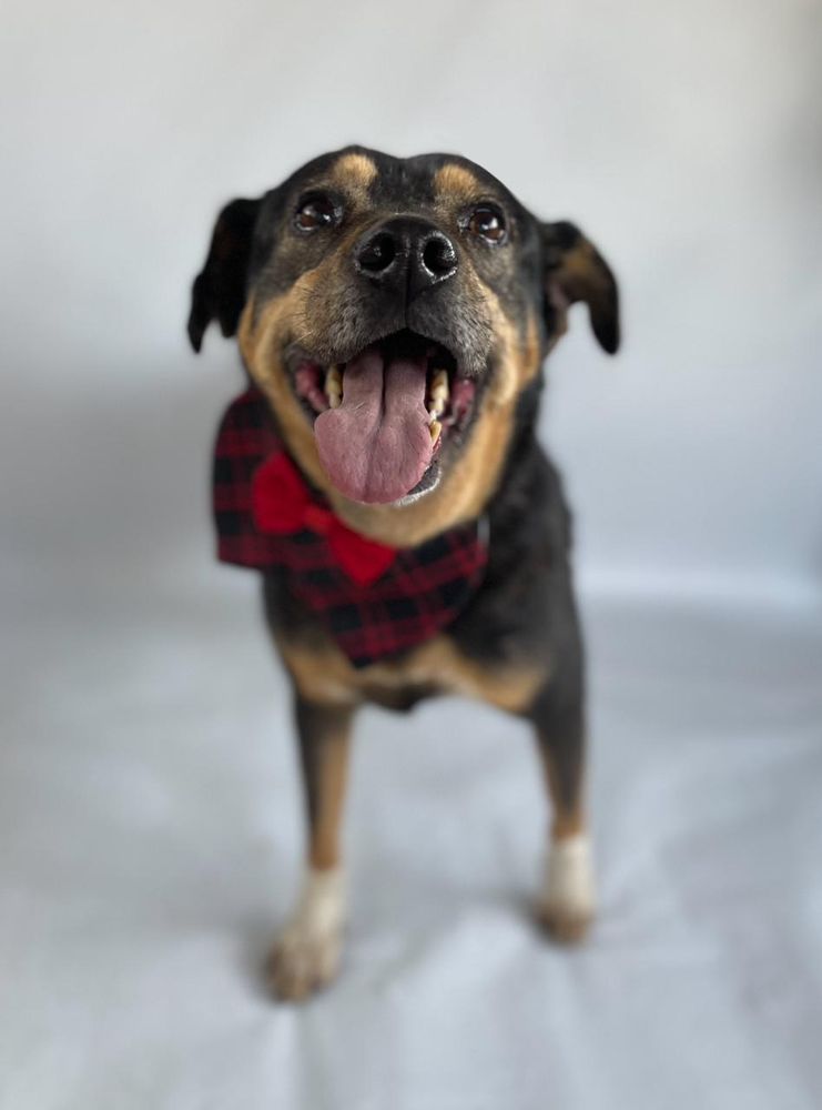 Cão