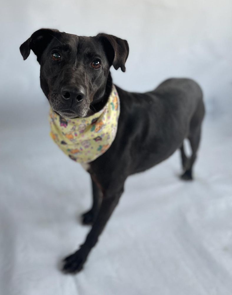 Cão