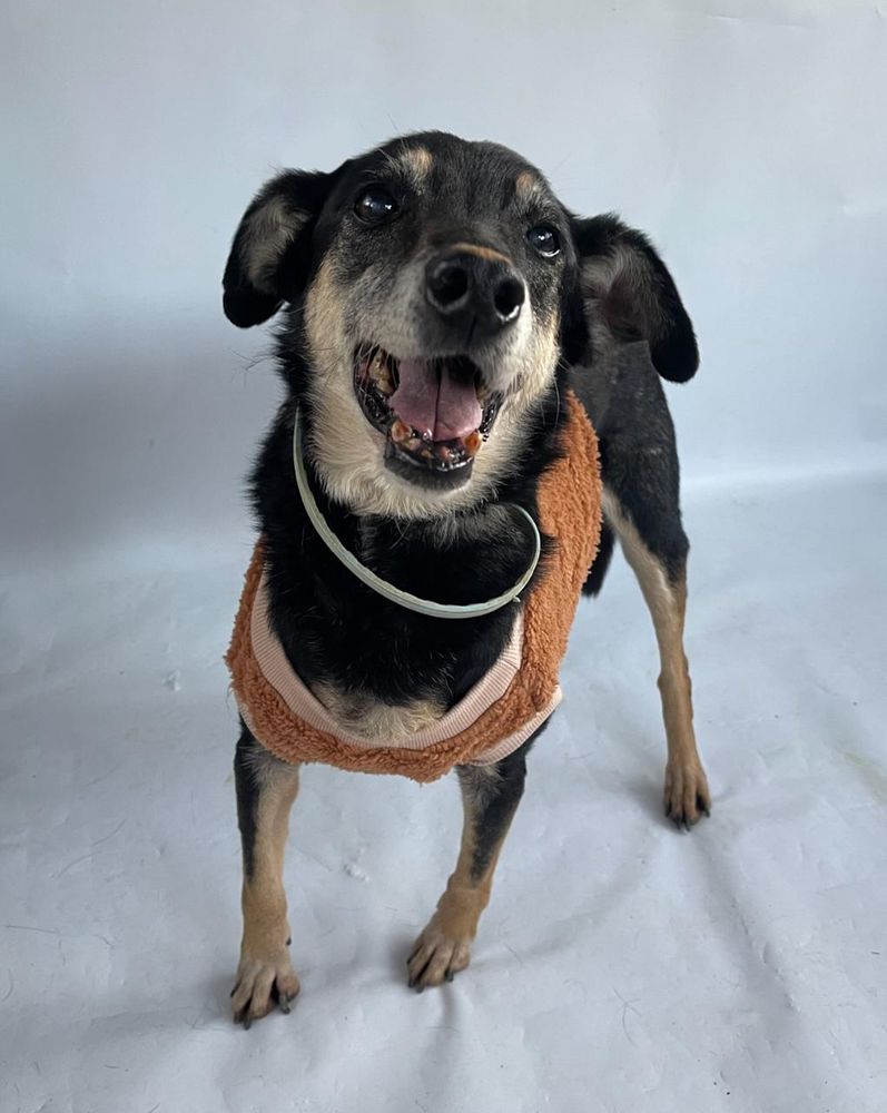 Cão
