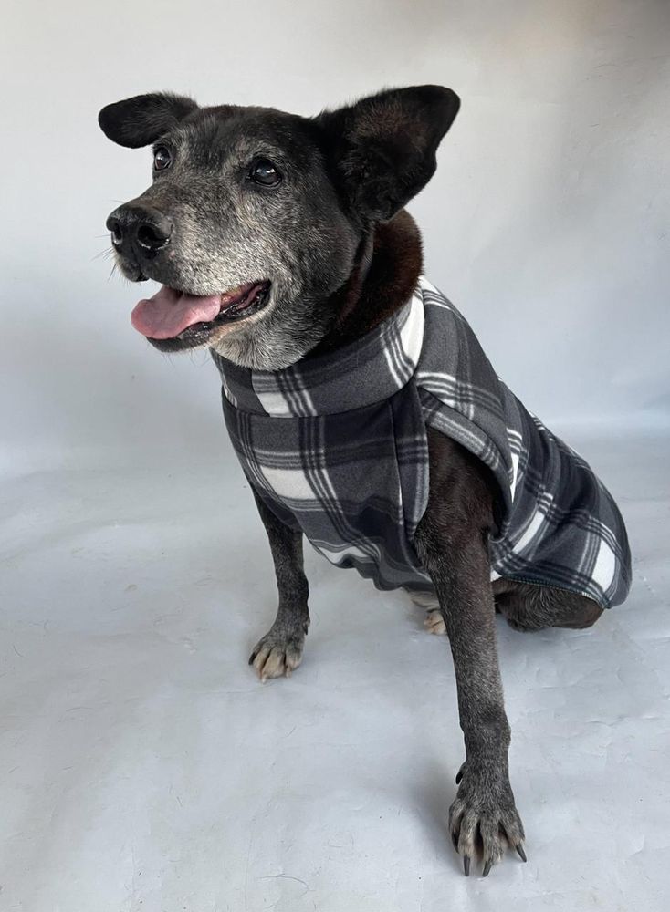 Cão