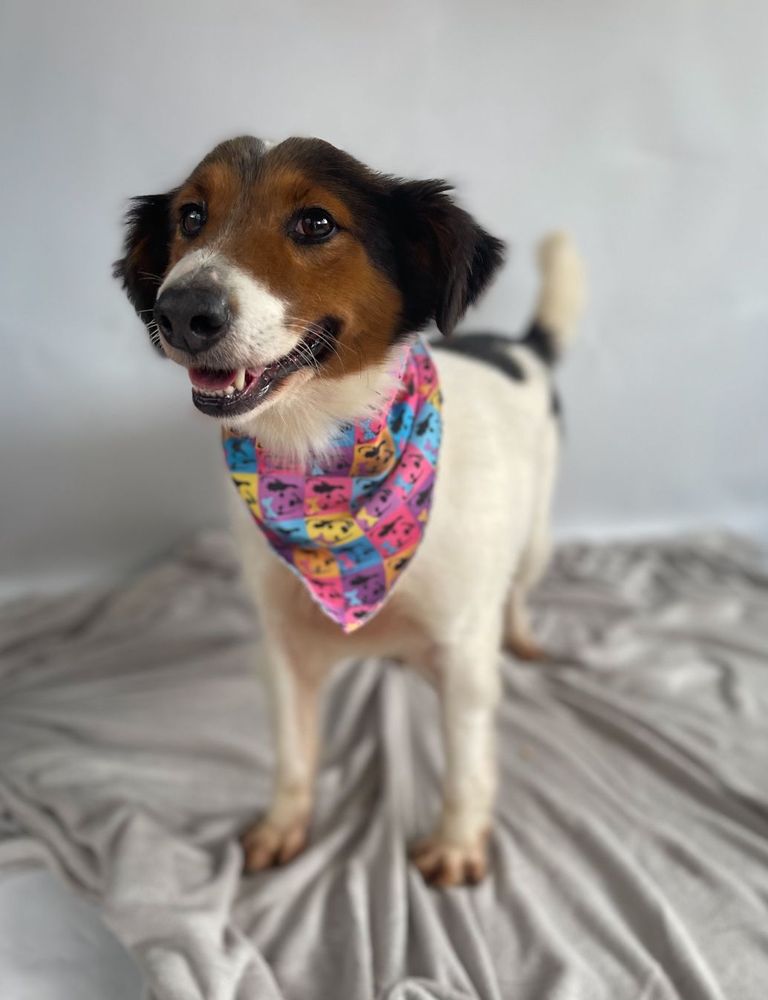 Cão