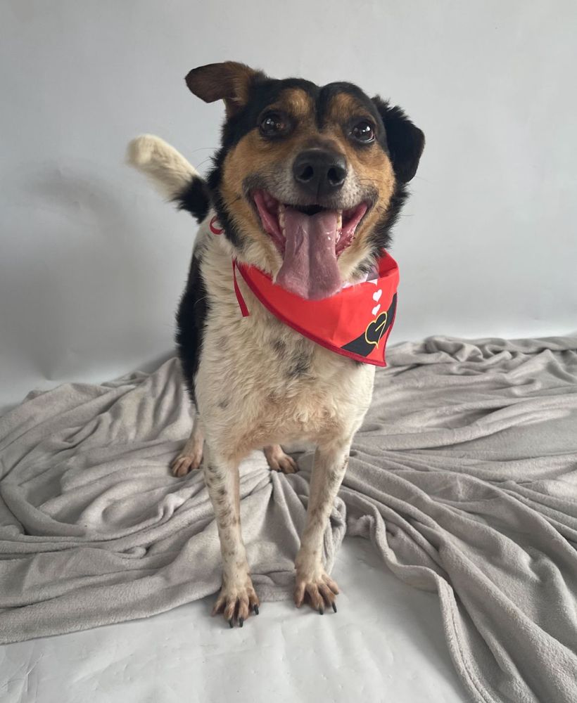Cão
