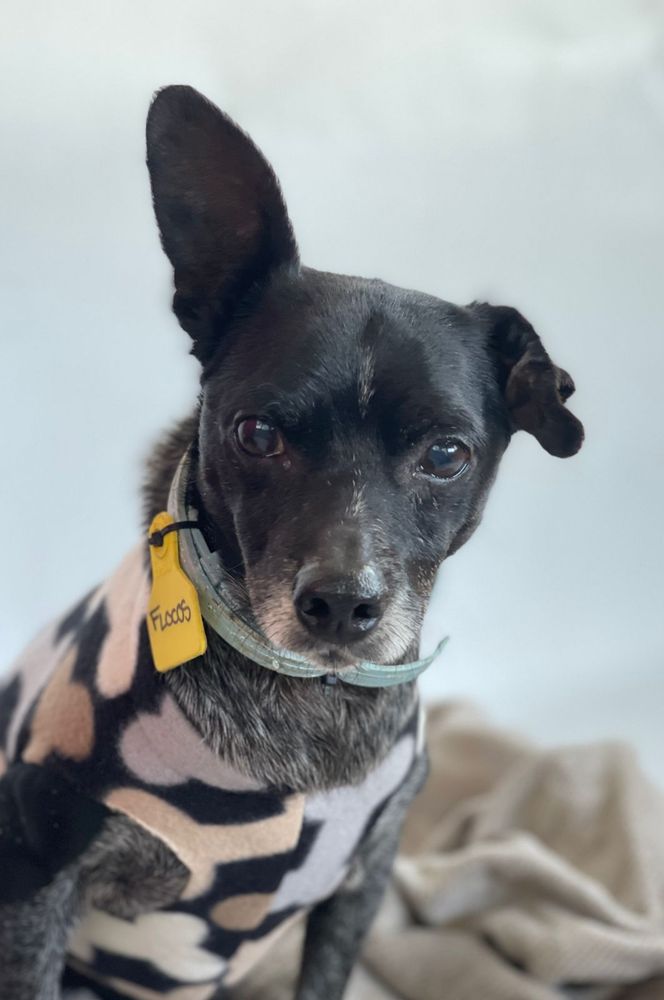 Cão