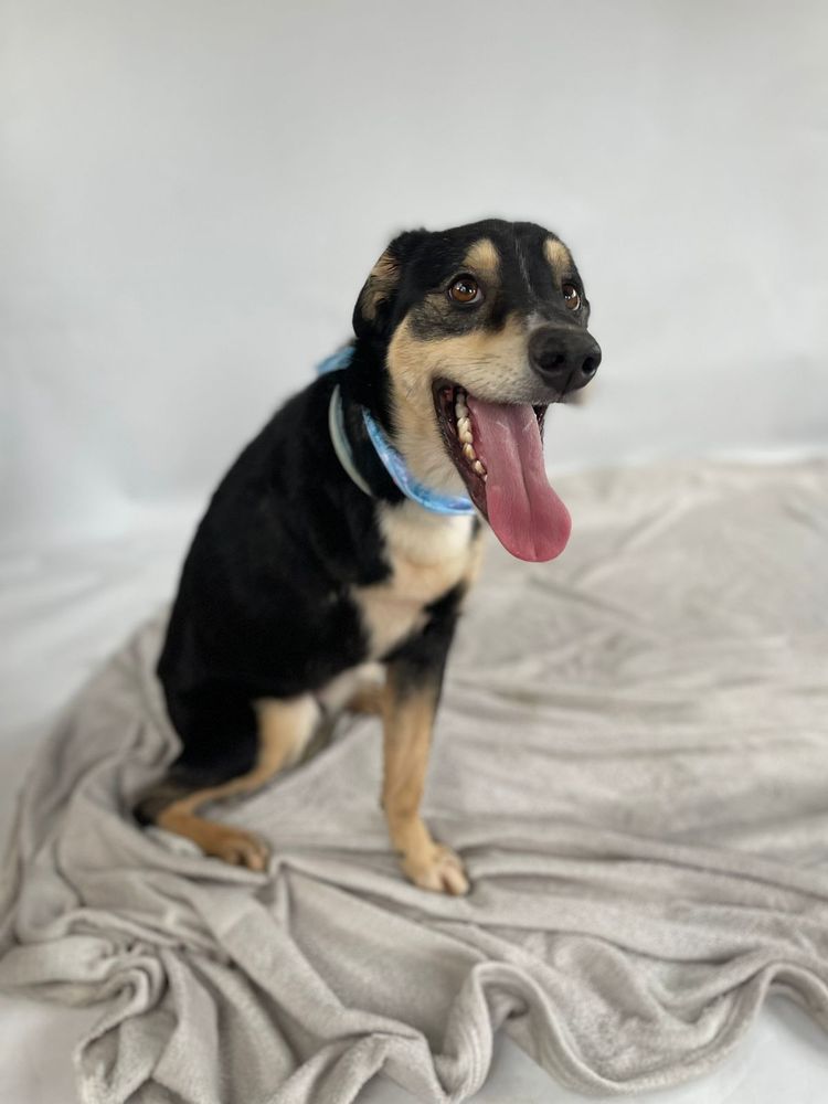Cão