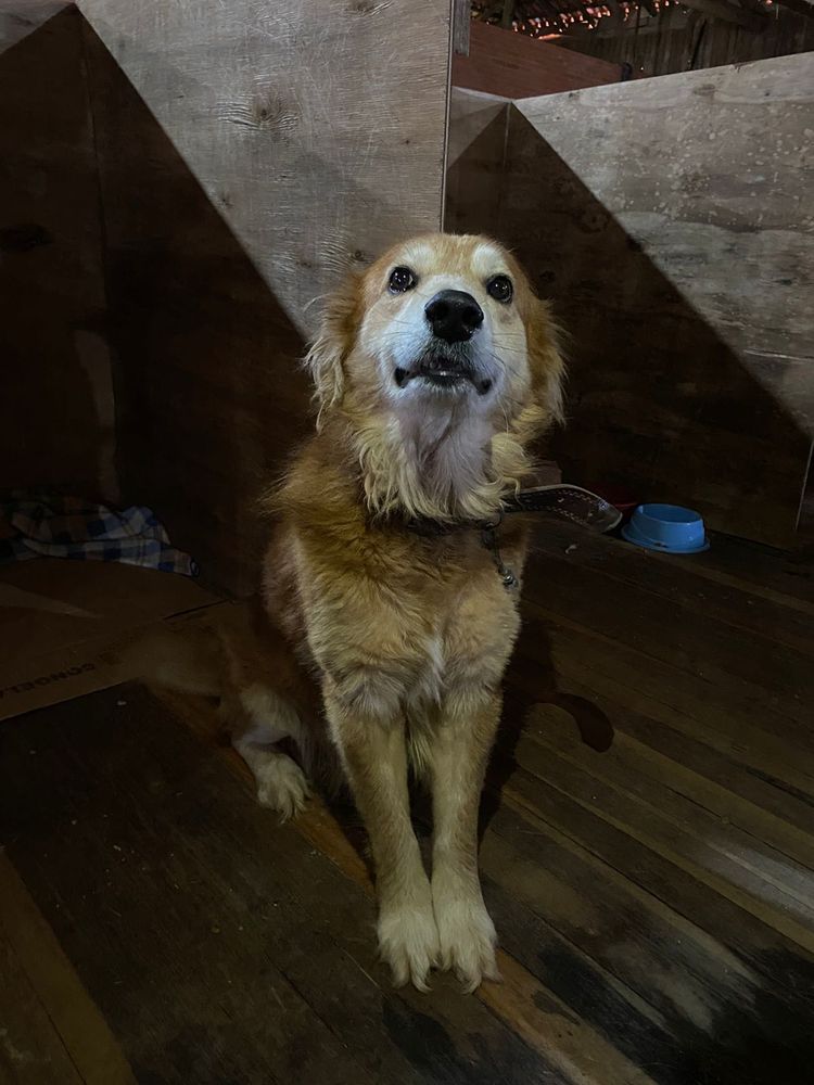Cão