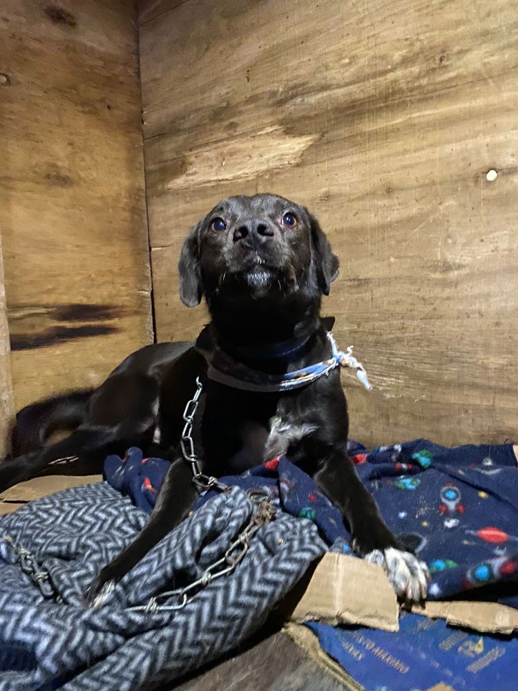 Cão