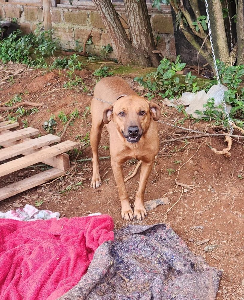 Cão