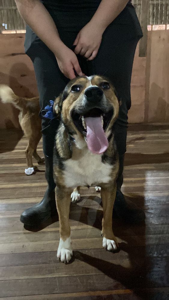 Cão