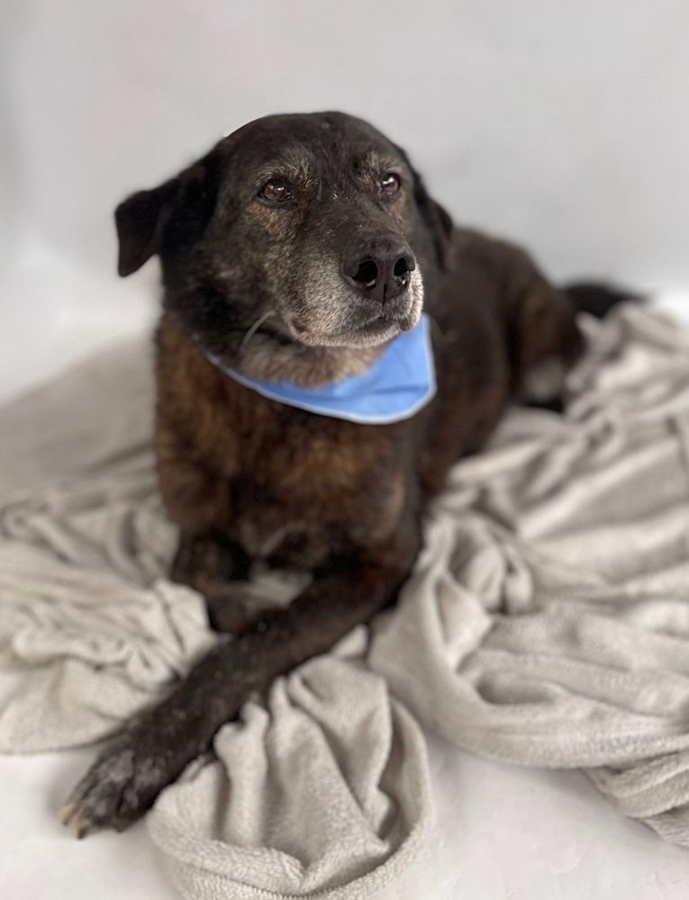 Cão