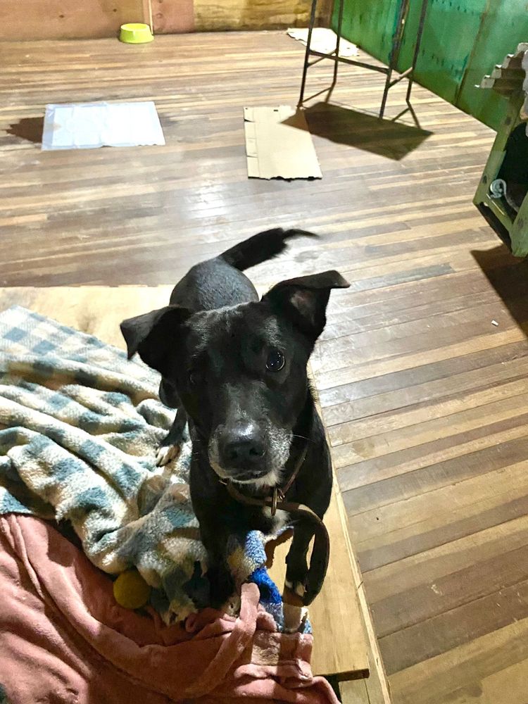 Cão