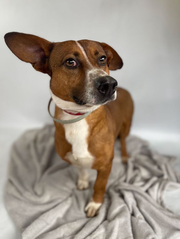 Cão