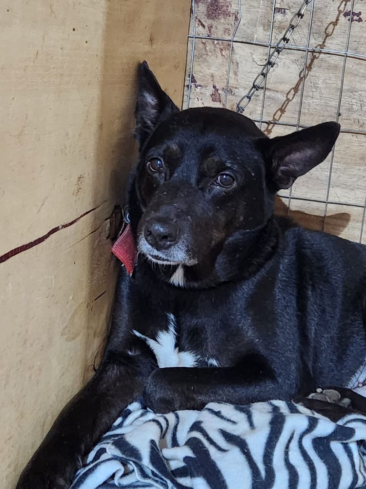 Cão