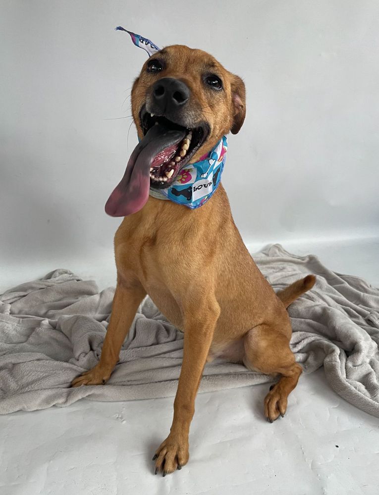 Cão