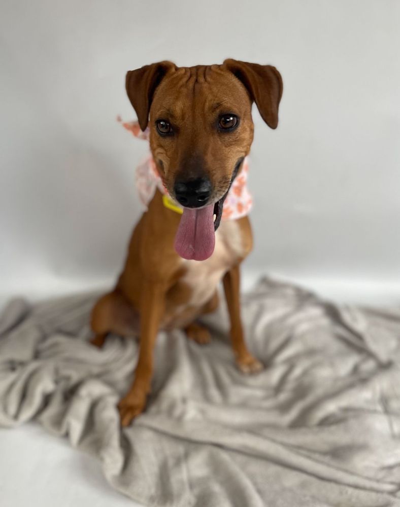 Cão