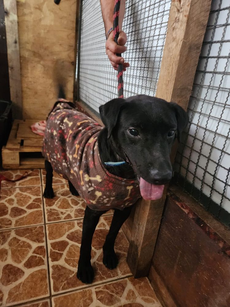 Cão