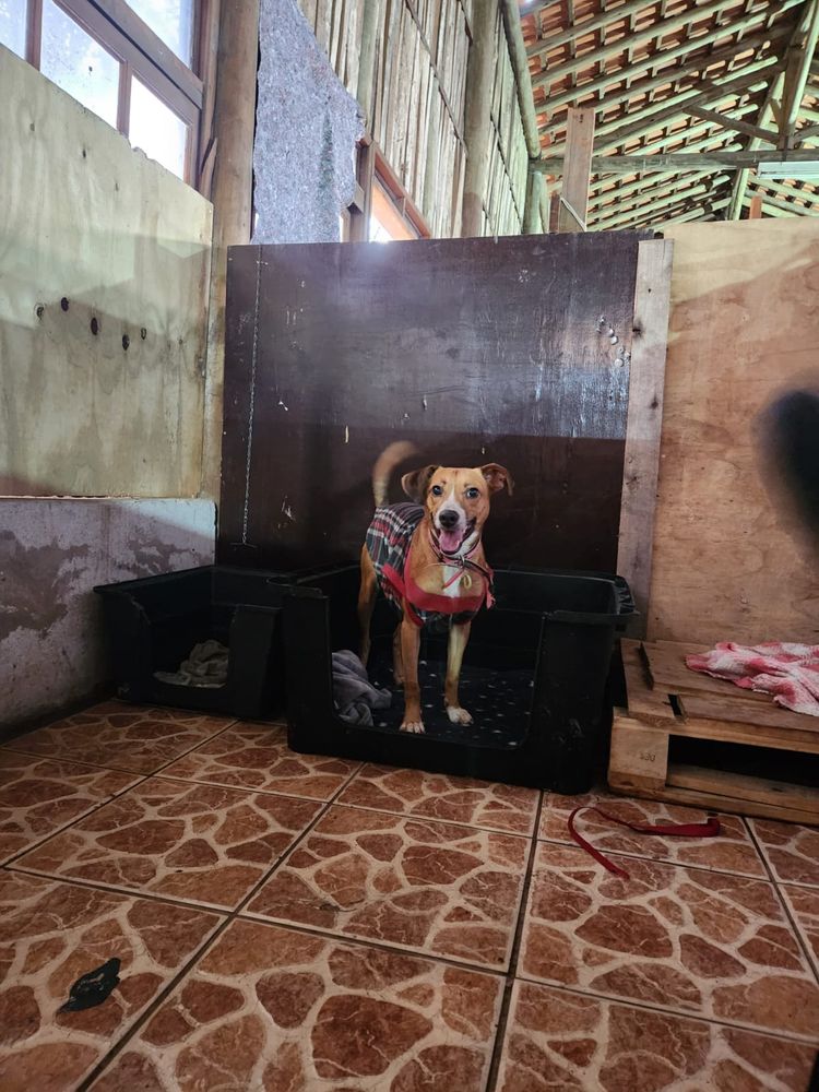 Cão