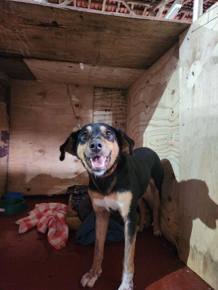 Cão