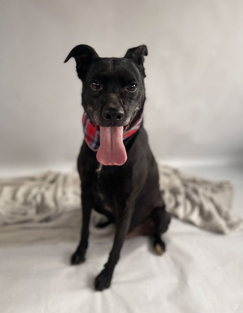 Cão