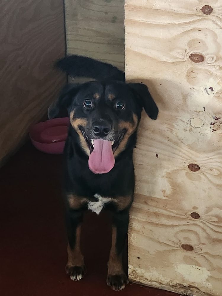 Cão