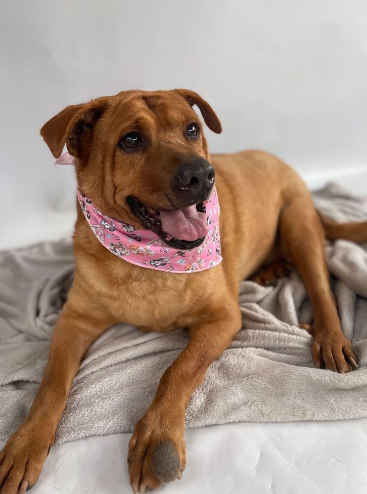 Cão