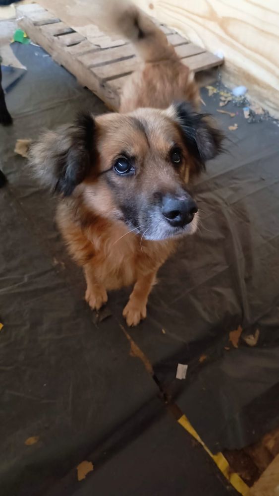 Cão