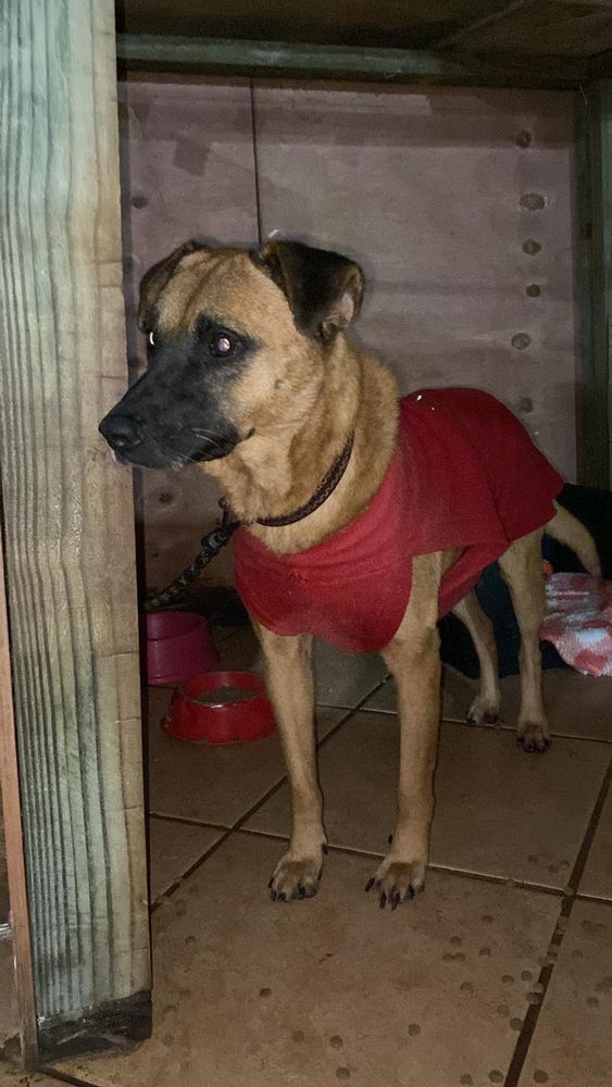 Cão