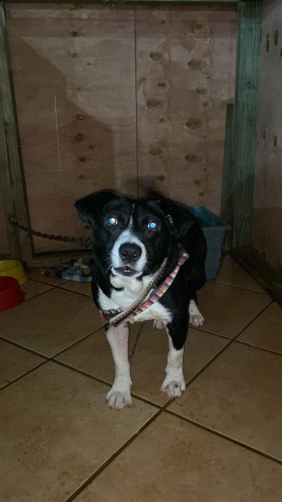 Cão